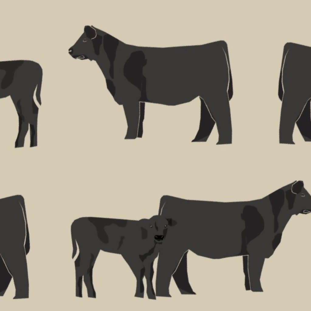 black angus fabric cattle and cow fabric cow design - sand Wallpaper by petfriendly
